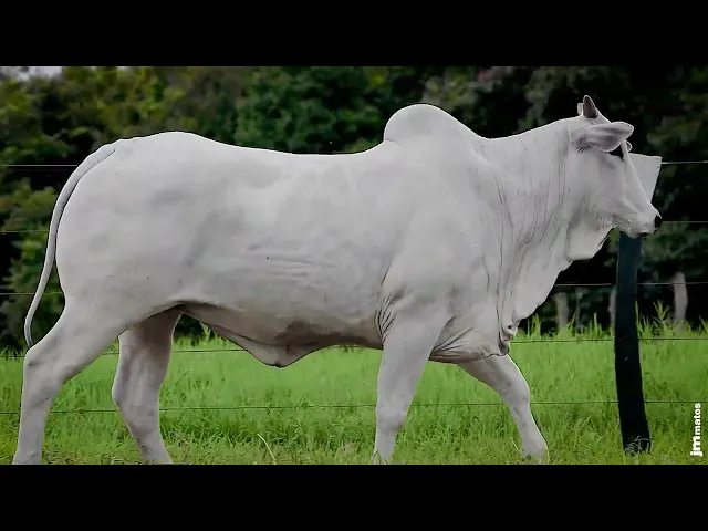 Matriz Nelore GNRN - 9