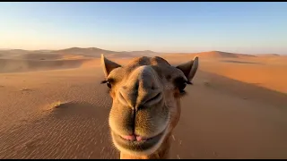 تركضلي تركضلي وفاتح ايدك  لايك اشتراك  لايك اشتراك بالقناه ليصلك كل جديد  دويتو  جمل  لايك  دندنها
