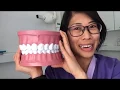 Tooth Numbers Explained