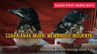 suara anak murai batu memanggil induknya