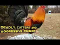 ALL ABOUT BLUEFACE HATCH GAMEFOWL