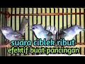 Lagu suara ciblek ribut efektif untuk pancingan ciblek agar cepat gacor.