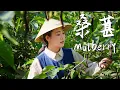 Download Lagu Mulberries—nature’s purple gift, sweet and tart with a hint of fresh, grassy aroma【滇西小哥】