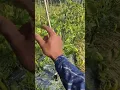 Download Lagu rahasia cabe tua bertunas dan berbuah kembali