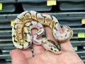 Super Microscale scaleless Ball Pythons My experience with caring for this morph