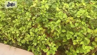 ياخو سعد جرات صواديف 