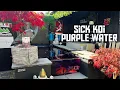 Download Lagu KAN IK PROBLEMEN MET KOIVIJVERS OP TIJD OPLOSSEN!!!**ZIEKE KOI**