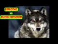 Download Lagu SHAGGYDOG - ANJING KINTAMANI
