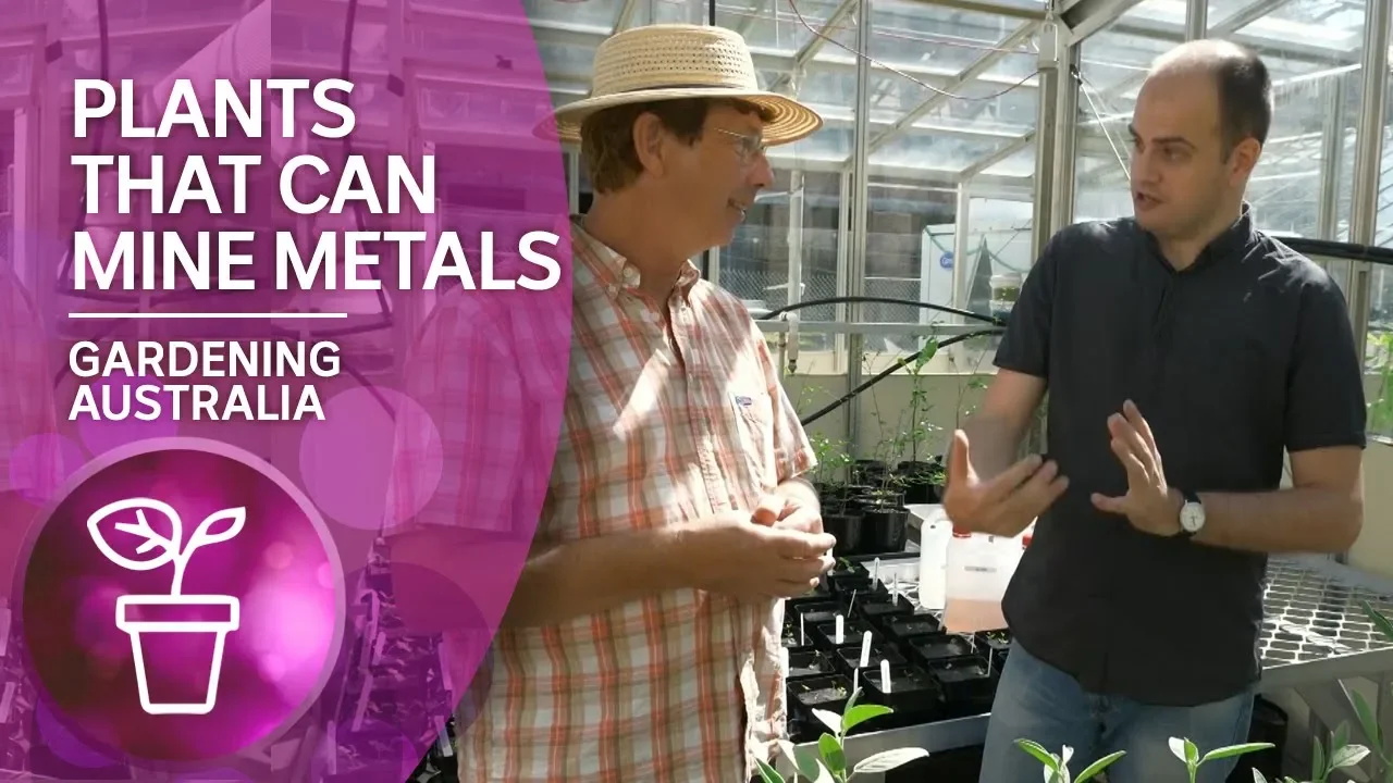 Meet the hyperaccumulators: plants that can mine metals