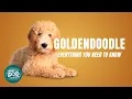 Goldendoodle Dog Breed Guide Dogs 101 - Goldendoodle Puppies to Adults
