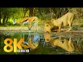 Download Lagu Amazing Wildlife of Botswana - 8K Nature Documentary Film (with music)