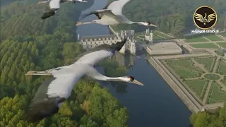 يا طير   فيروز دندنها