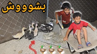 جبت بطة هية وفروخة للحديقة 🦆😲 جقجوقة والكوري سودنوهن 😁