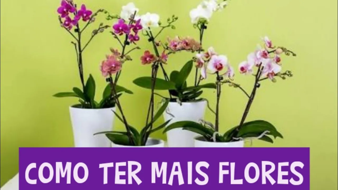 COMO E QUANDO CORTAR A HASTES DA ORQUÍDEA PHALAENOPSIS