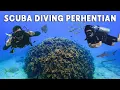 Download Lagu Is this Malaysia's most underrated diving spot?! 📍Perhentian Islands (a beginner-friendly dive spot)
