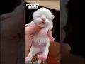 Download Lagu Newborn Baby Cat Meowing ♥️ #shorts #cute #cat #kitten  #caf