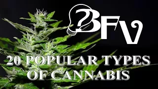 20 Popular Types Of Cannabis