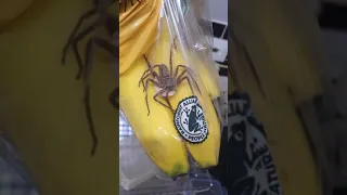 رجل يعثر على عنكبوت سام عملاق في كيس موز 