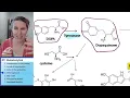 Melanocyte 4 - Melanogenesis