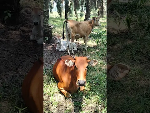 Sapi Sawit: Pakan Gratis di Kebun? 😱🐄🌴