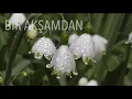 Zülfü Livaneli - Sevda Değil (Eğil Salkım Söğüt Eğil)
