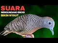 Download Lagu Perkutut lokal gacor suara mengundang lawan emosi bunyi pancingan burung perkutut lokal