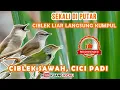 Download Lagu suara burung ribut ~ Cici Padi,Ciblek Sawah,Ciblek Meong