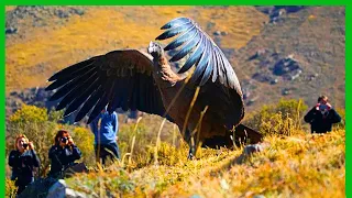 CONDOR dos ANDES - O GIGANTE DOS CÉUS! Uma das MAIORES aves GIGANTES do MUNDO