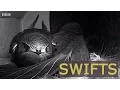 Lagu NATURE Swifts - BBC - Autumnwatch 2015