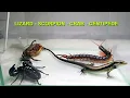 Lagu Scorpion Crab Centipede Lizard