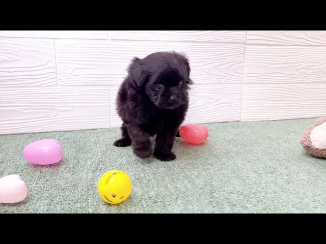 動画