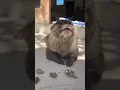 Otter Pushan Peanuts picnic with my playmate Hazel Cute Otter