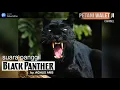 Download Lagu suara panggil SP. BLACK PANTHER