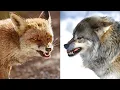 Wolf Vs Fox Who s The Best Wild Animals Comparison