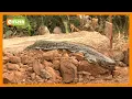 Download Lagu Residents of Baringo shocked as python appears after the burial of a snake charmer