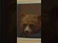 Download Lagu Paddington | Passport Photo