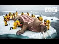 Download Lagu Butchering a $15,000 Walrus on Arctic Ice - The Deadly Hunt That Feeds a Town | Fishing Documentary