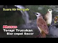 Lagu TERAPI TRUCUKAN STRES - TERAPI TRUCUKAN biar CEPAT GACOR dengan SUARA AIR