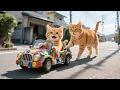 Download Lagu Ginger Kitten Had No Car—Mama Cat Made One from Scrap Just for Her Baby 😿❤️