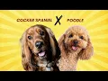 Cocker Spaniel Poodle Mix AKA Cockapoo Temperament Care More