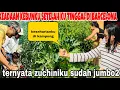 Download Lagu KEADAAN KEBUNKU SETELAH KUTINGGAL KE BARCELONA ,TERNYATA ZUCHINIKU SUDAH JUMBO2,KELILING KAMPUNG‼️