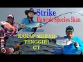 Download Lagu Mancing mania di laut sibolga - Strike banyak species