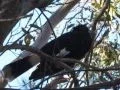 Currawong in song