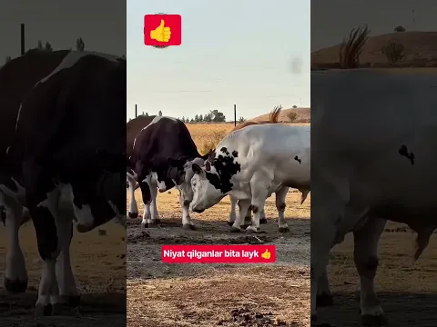 BULLS #farm #farming #animals #geremfort #anggus #avlikol #semental #galishteyin #cow #bull #buqa