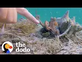 Download Lagu Wild Octopus Is Always Excited To See His Human Best Friend | The Dodo Wild Hearts