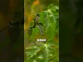 Download Lagu BIRD SOUND \