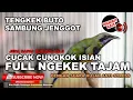 Download Lagu 🔴 Masteran Murai Batu Cucak Cungkok Isian Tengkek Buto Mix Jenggot Tarung