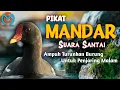 PIKAT BURUNG MANDAR SUARA SANTAI. UNTUK MENURUNKAN BURUNG YANG SUSAH TURUN. AMPUH UNTUK PENJARING.