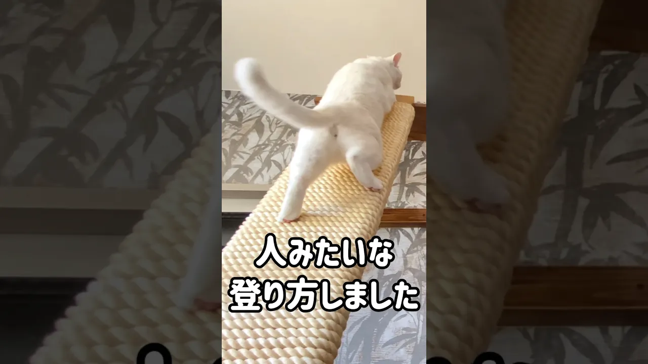 【DIY】キャットタワー手作りアイデア!愛猫が喜ぶ仕掛けが満載