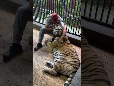 Gangsta tigers 🐅